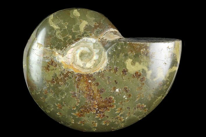 Bargain, Polished, Agatized Ammonite (Cleoniceras) - Madagascar #119057